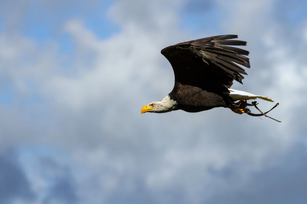 Weißkopfseeadler (1)