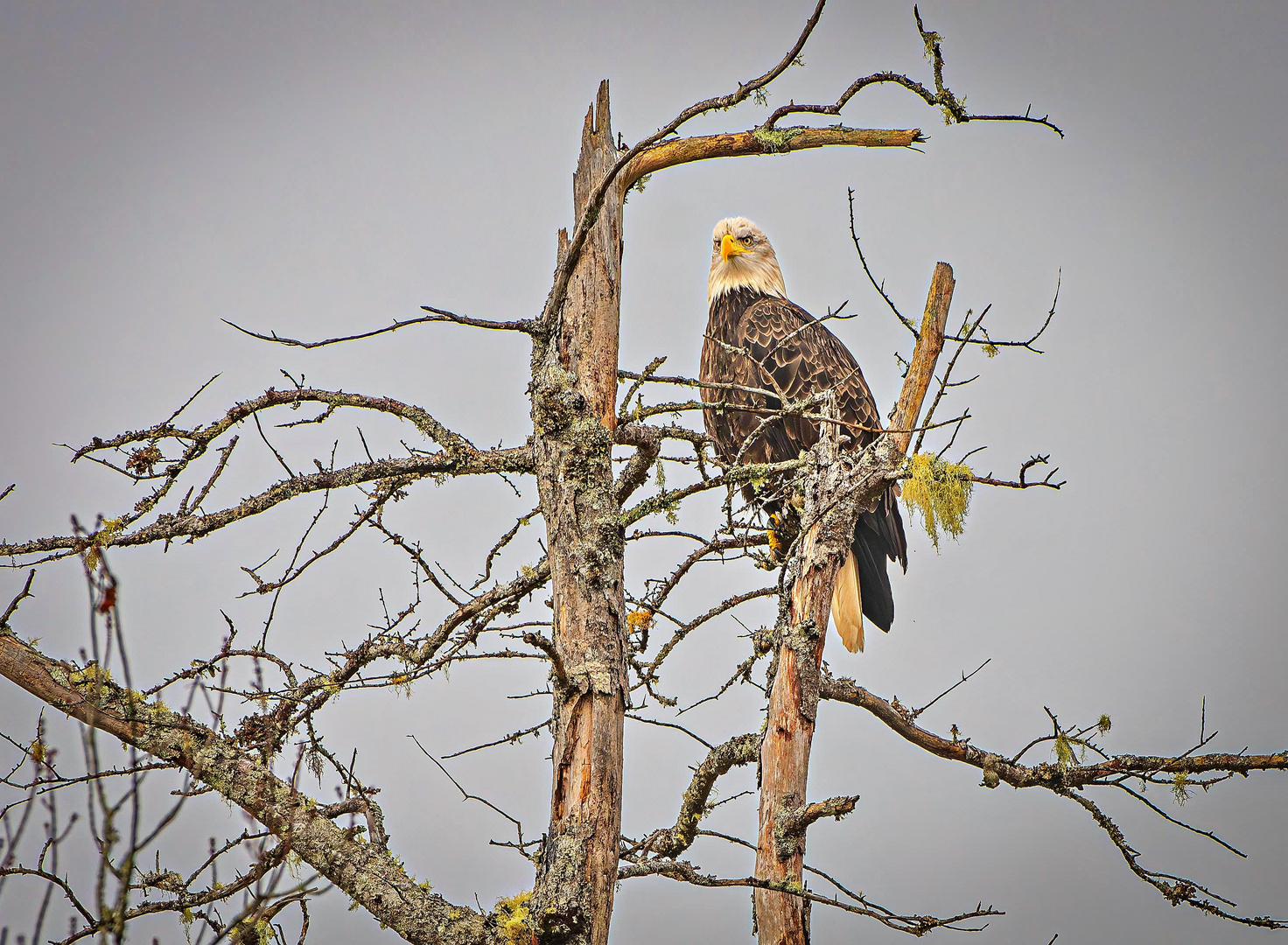 Weißkopfseeadler. 1                                      DSC_7231