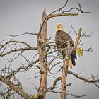 Weißkopfseeadler. 1                                      DSC_7231