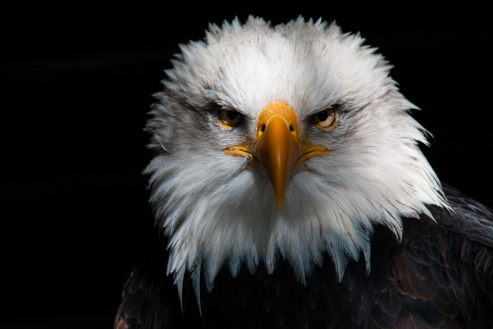 Weißkopfseeadler - 1