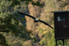 Weißkopfseeadler 1