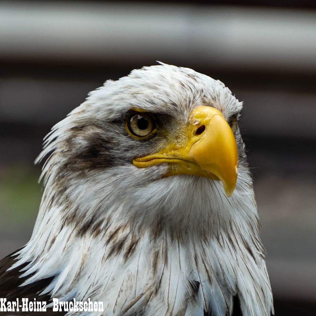 Weißkopfseeadler (1 von 1)-3