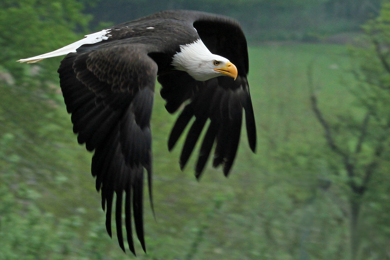 Weisskopfseeadler