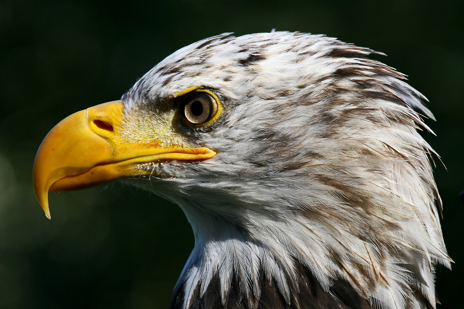 Weisskopfseeadler