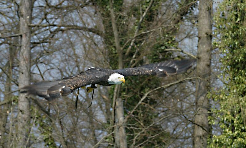 Weißkopfseeadler