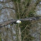 Weißkopfseeadler