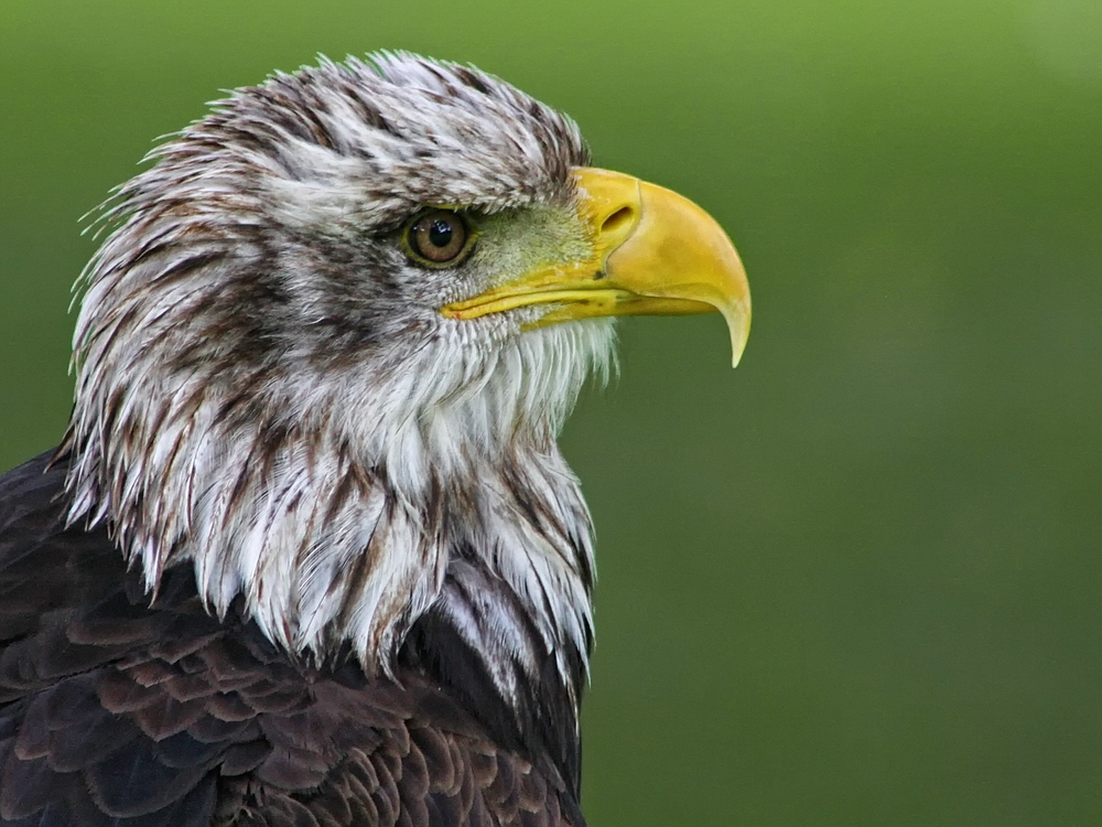 Weißkopfseeadler