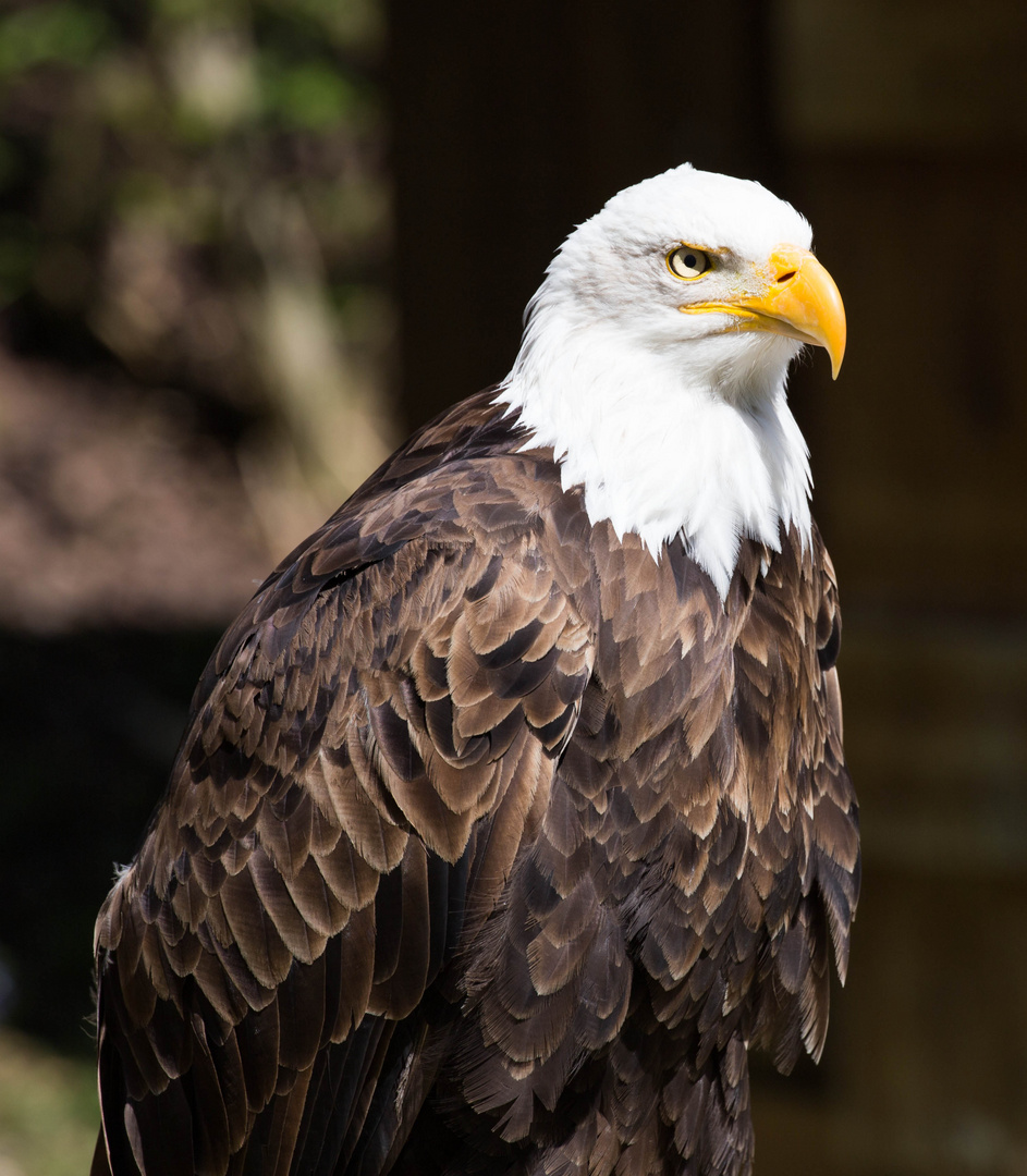 Weisskopfseeadler