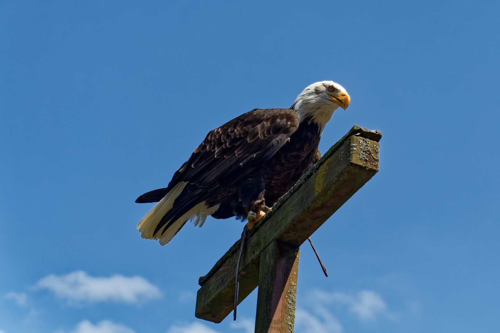 Weißkopfseeadler 