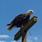 Weißkopfseeadler 