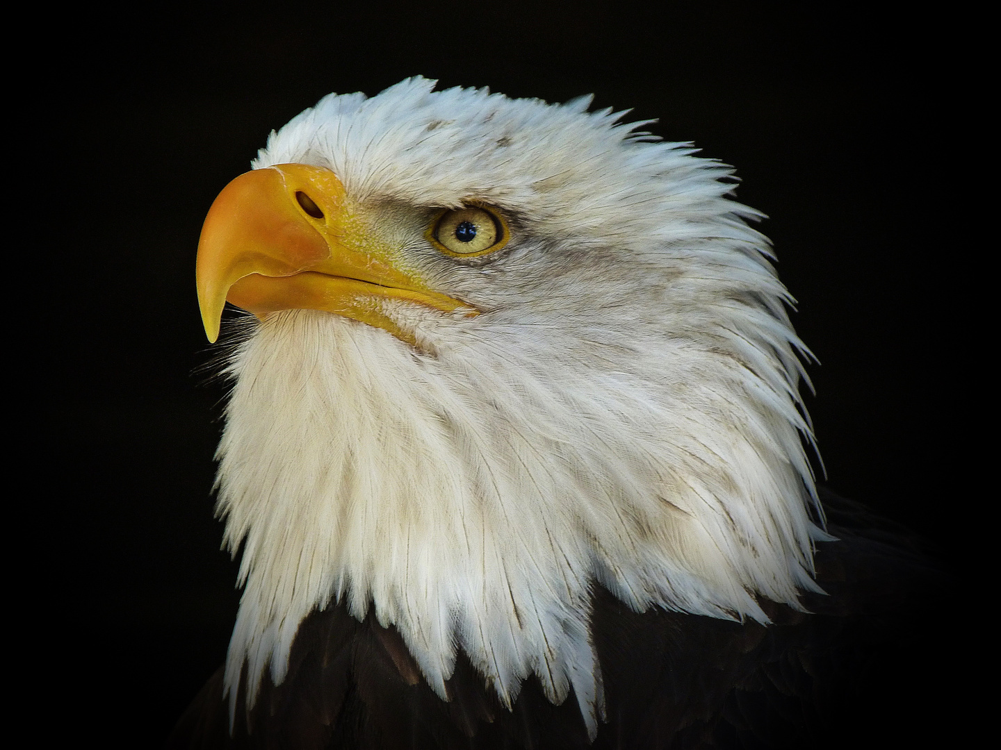 Weißkopfseeadler