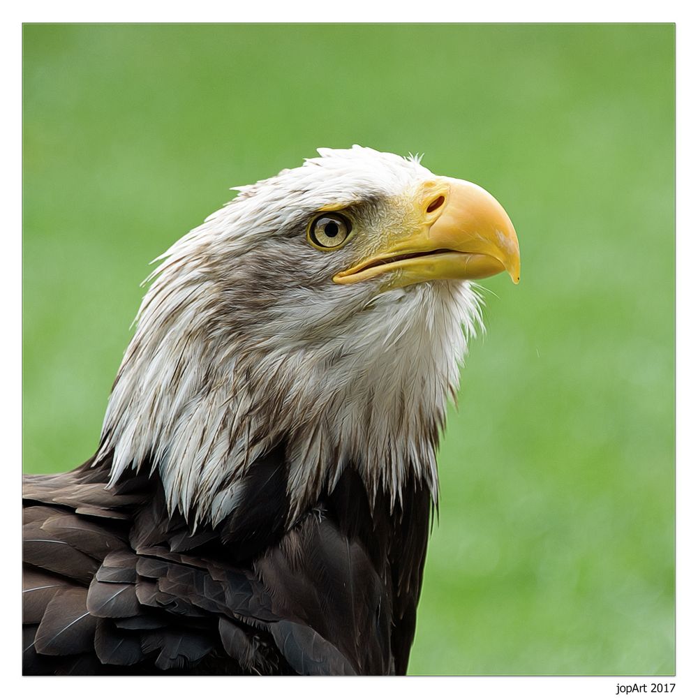 Weißkopfseeadler...