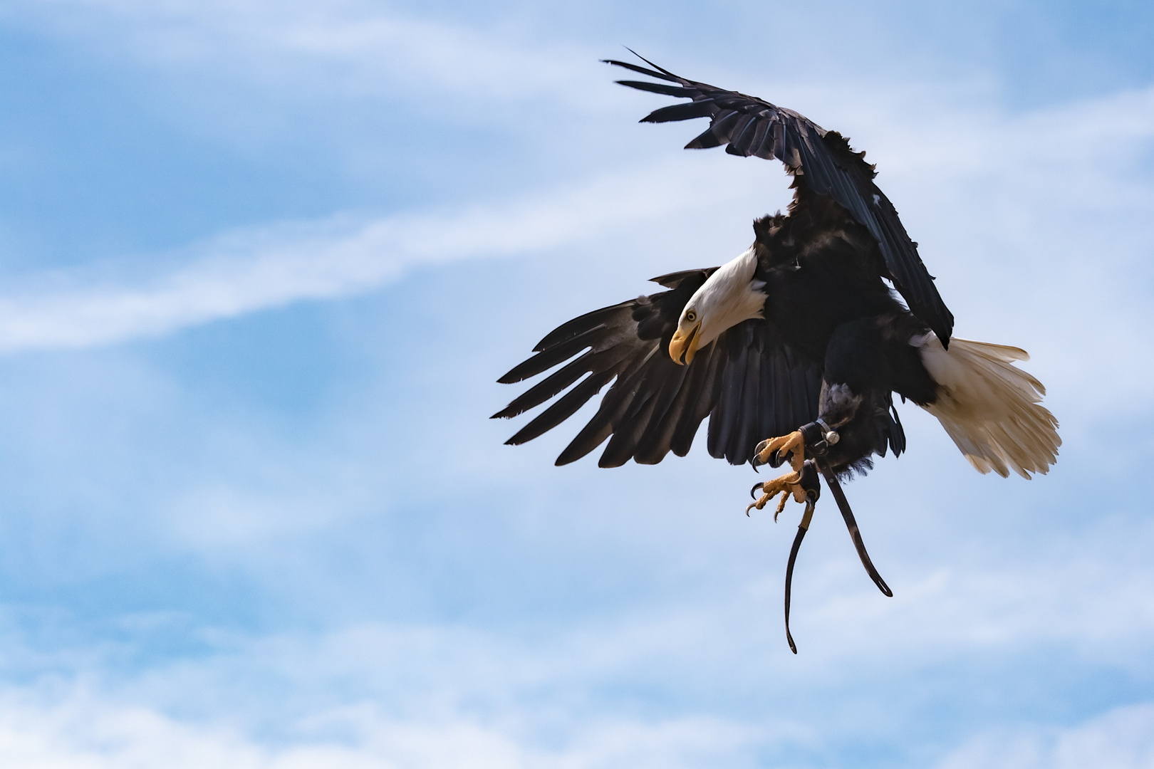 Weißkopfseeadler