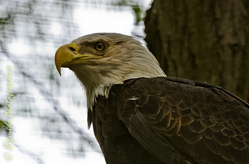 Weißkopfseeadler