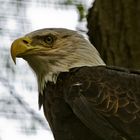 Weißkopfseeadler