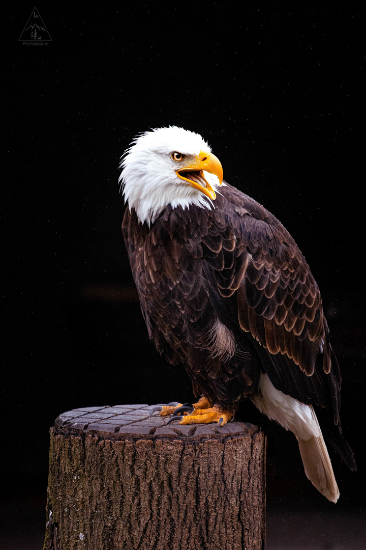 Weißkopfseeadler