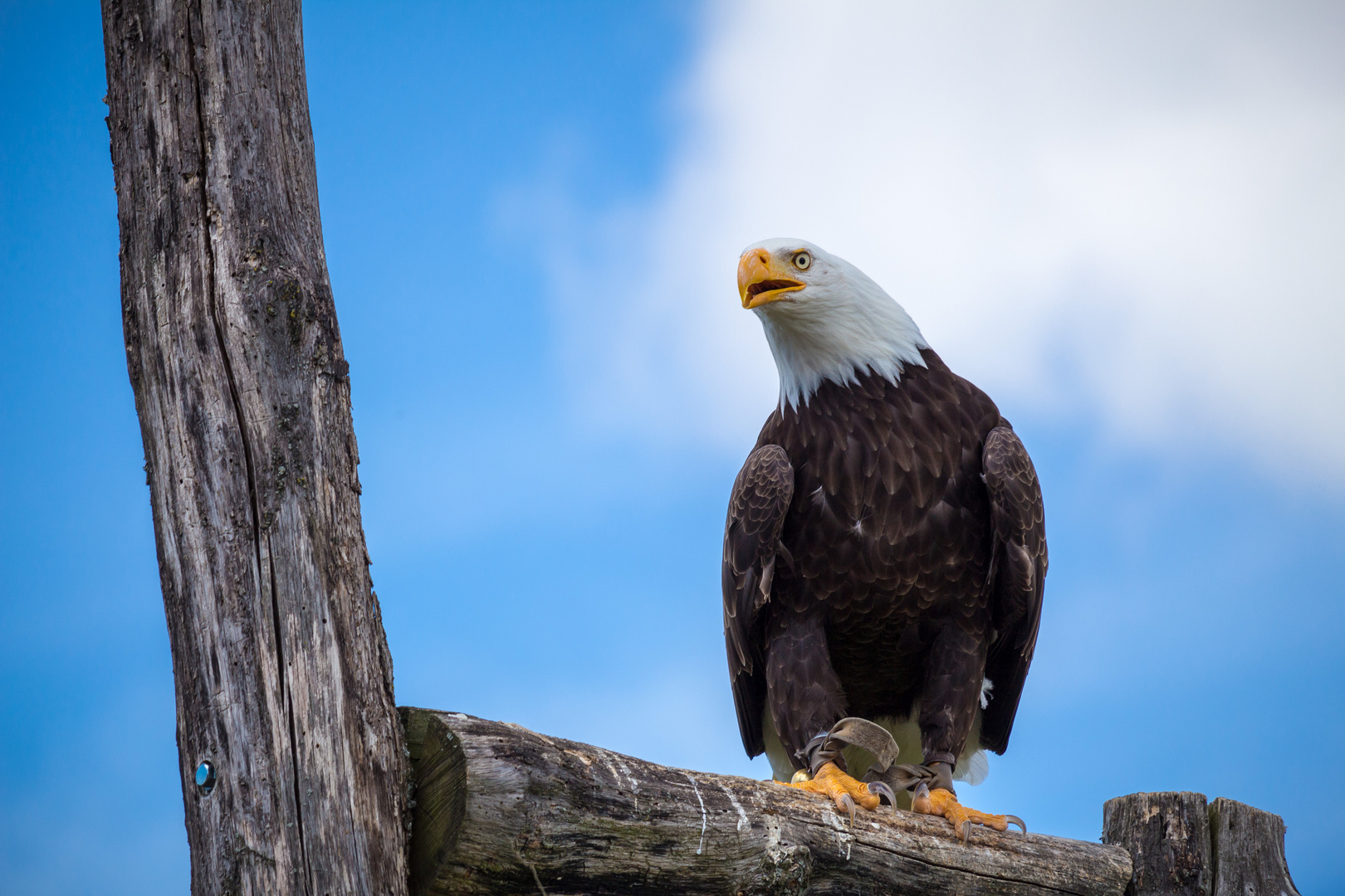 Weißkopfseeadler