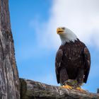 Weißkopfseeadler