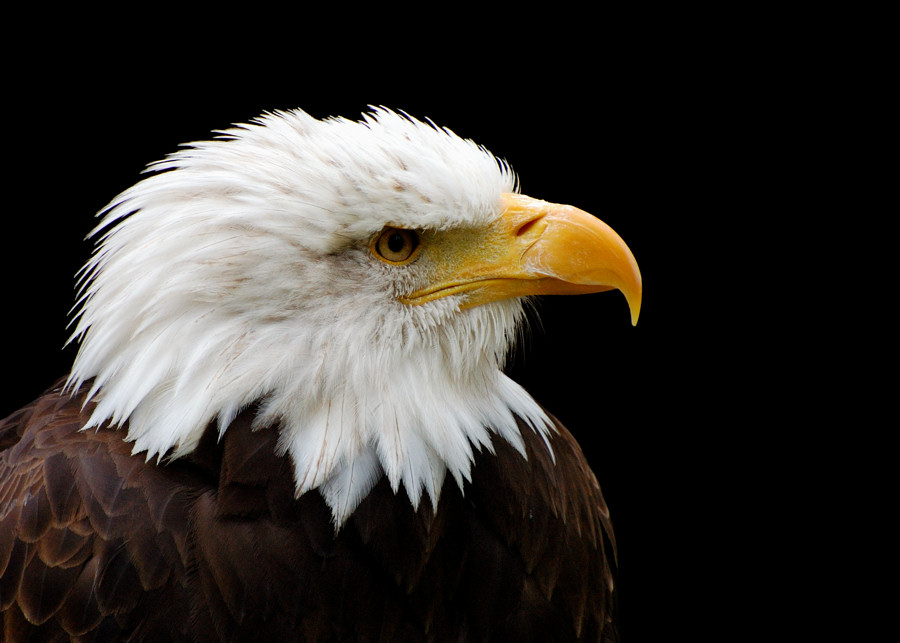 Weißkopfseeadler