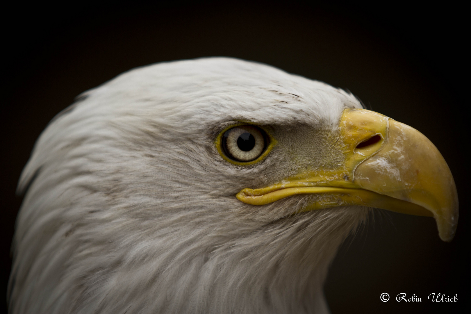 Weisskopfseeadler