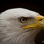 Weisskopfseeadler