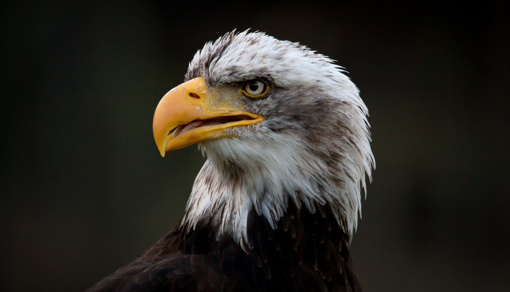 Weißkopfseeadler