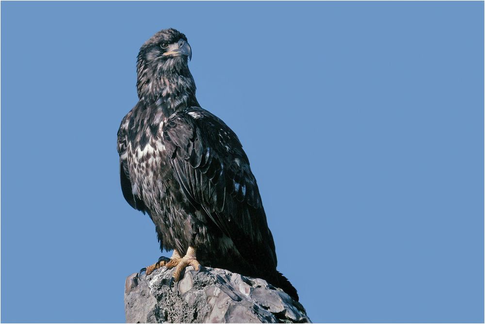 Weißkopfseeadler