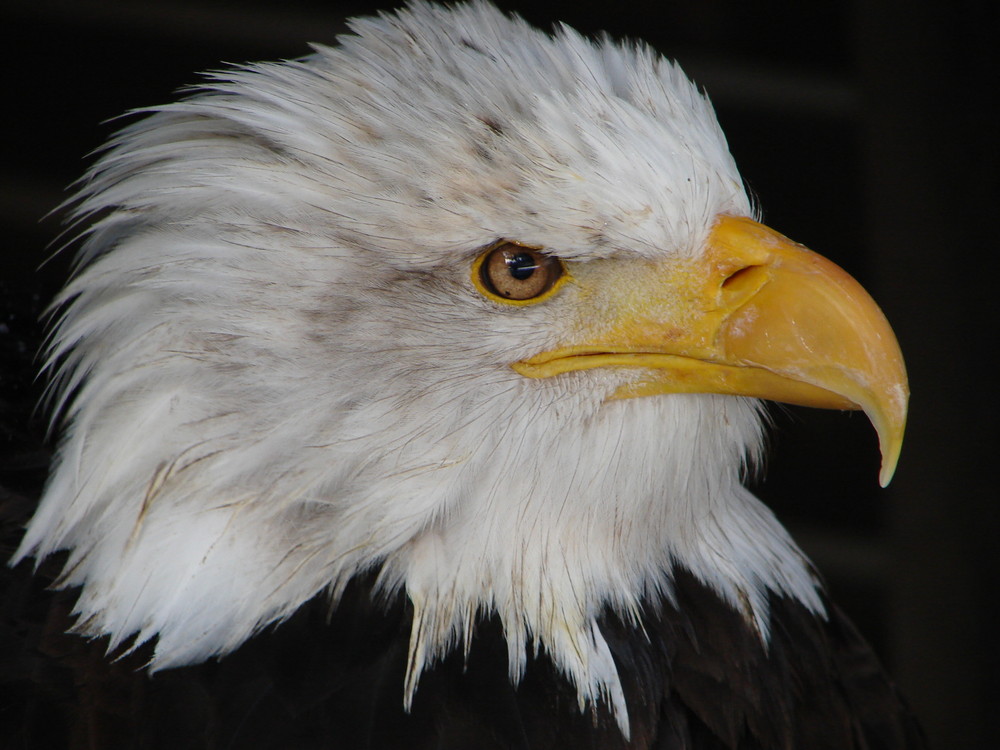 Weisskopfseeadler