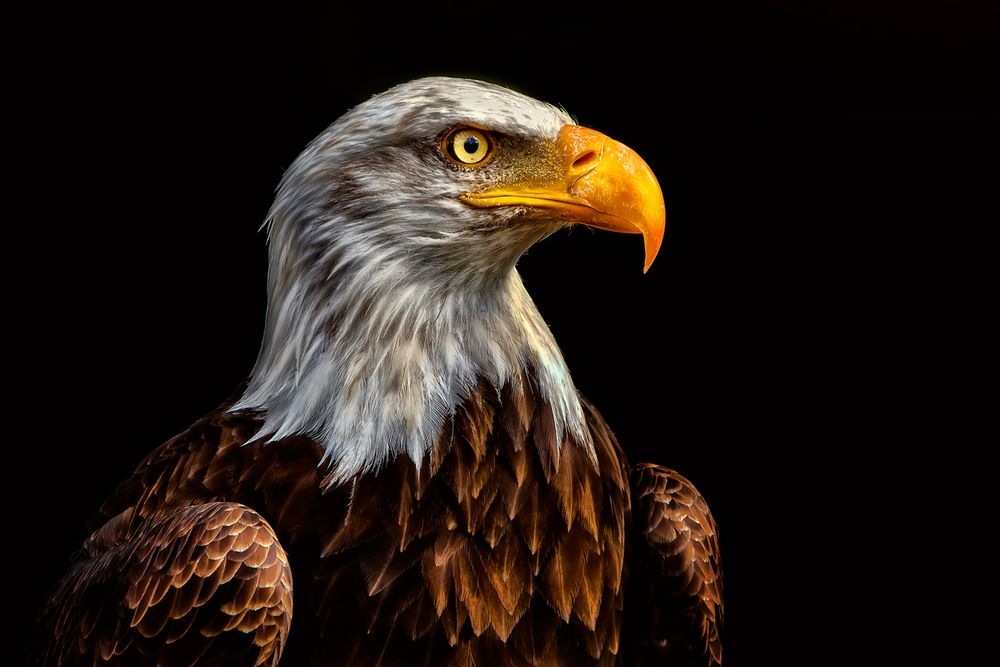 Weißkopfseeadler