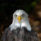 Weißkopfseeadler