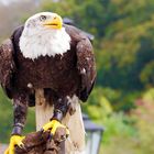 Weißkopfseeadler