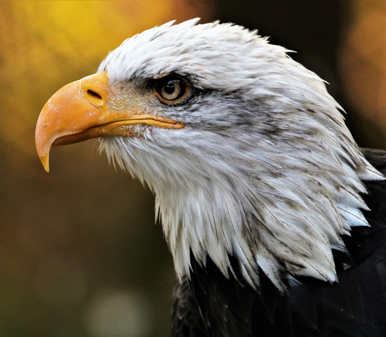 Weißkopfseeadler