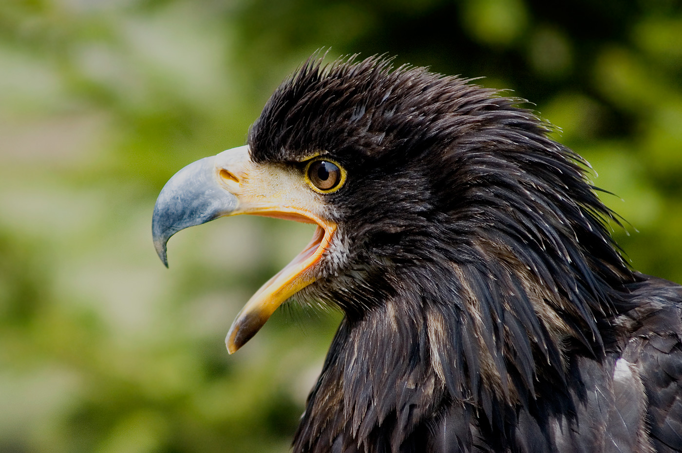 Weisskopfseeadler