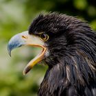 Weisskopfseeadler