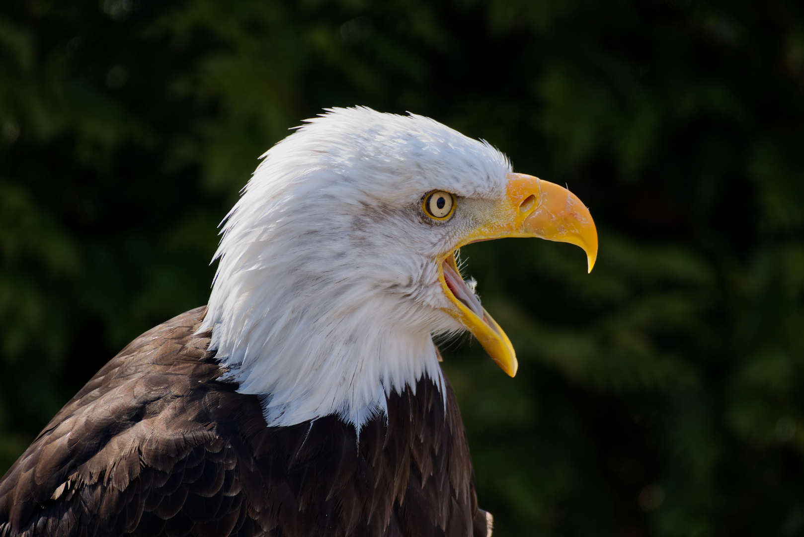 Weißkopfseeadler 