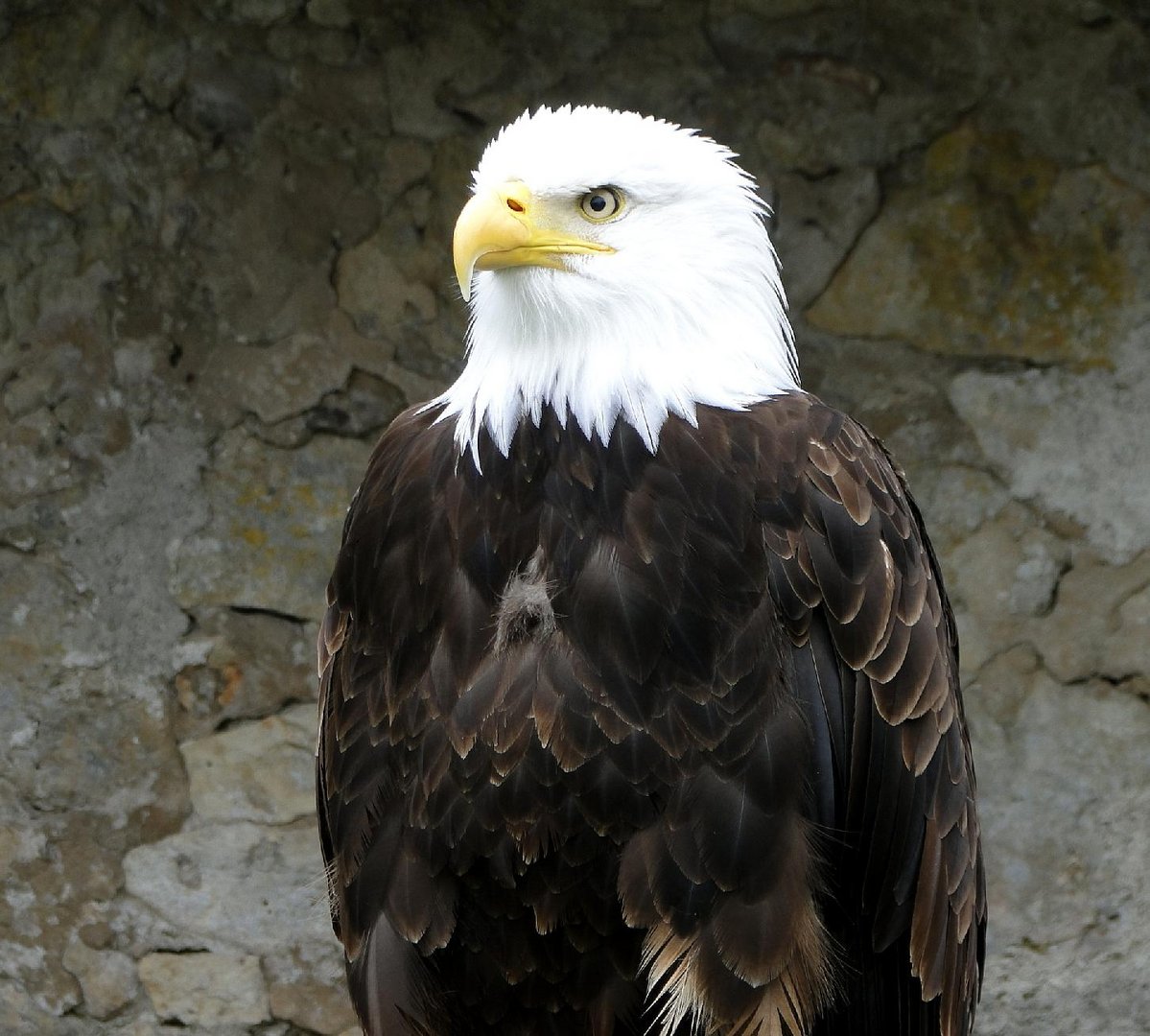 Weißkopfseeadler