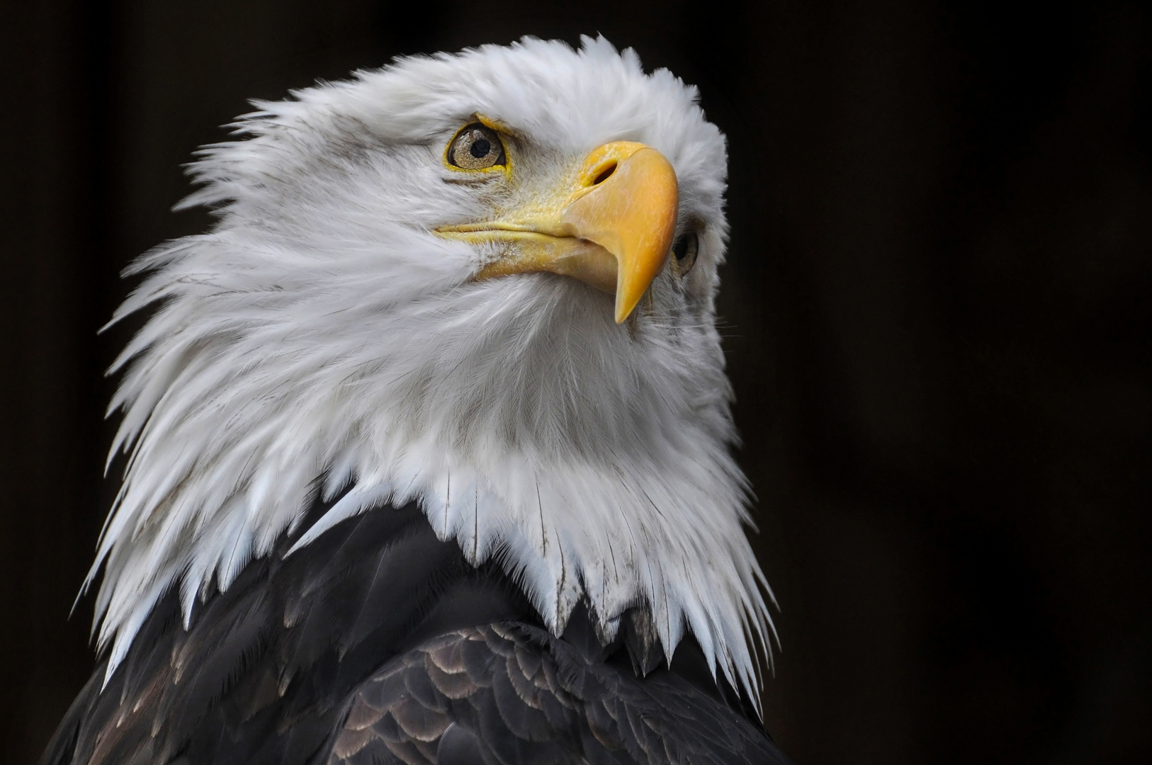 Weißkopfseeadler