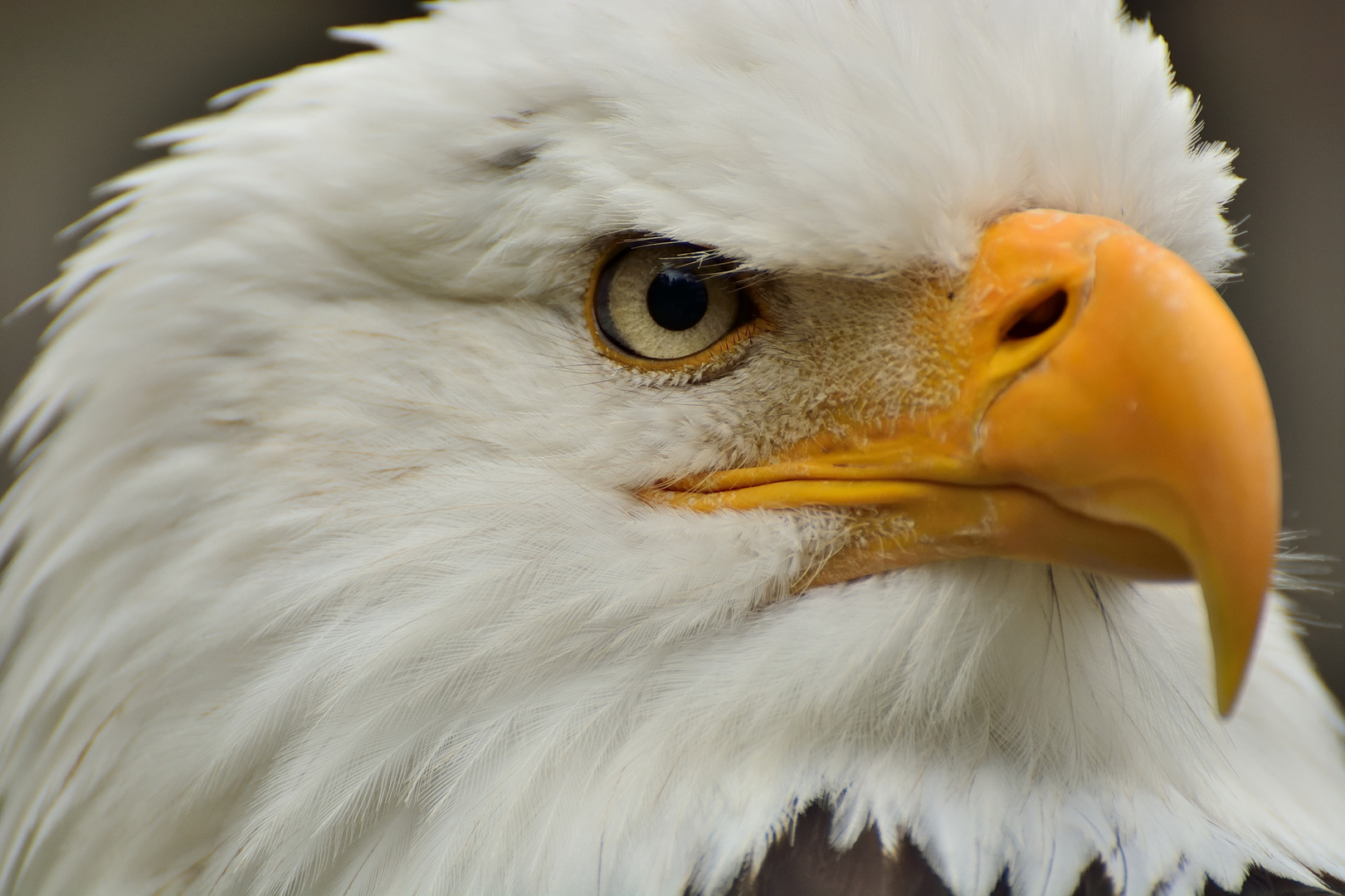 Weisskopfseeadler