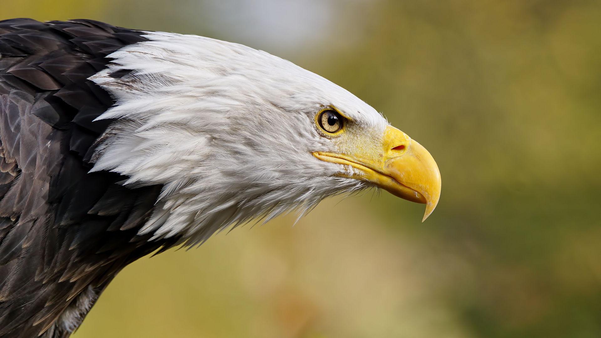 Weißkopfseeadler