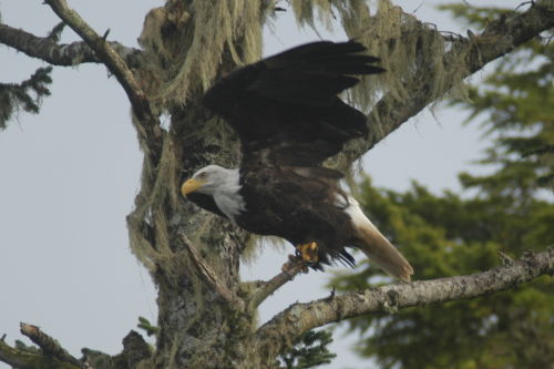 Weisskopfseeadler