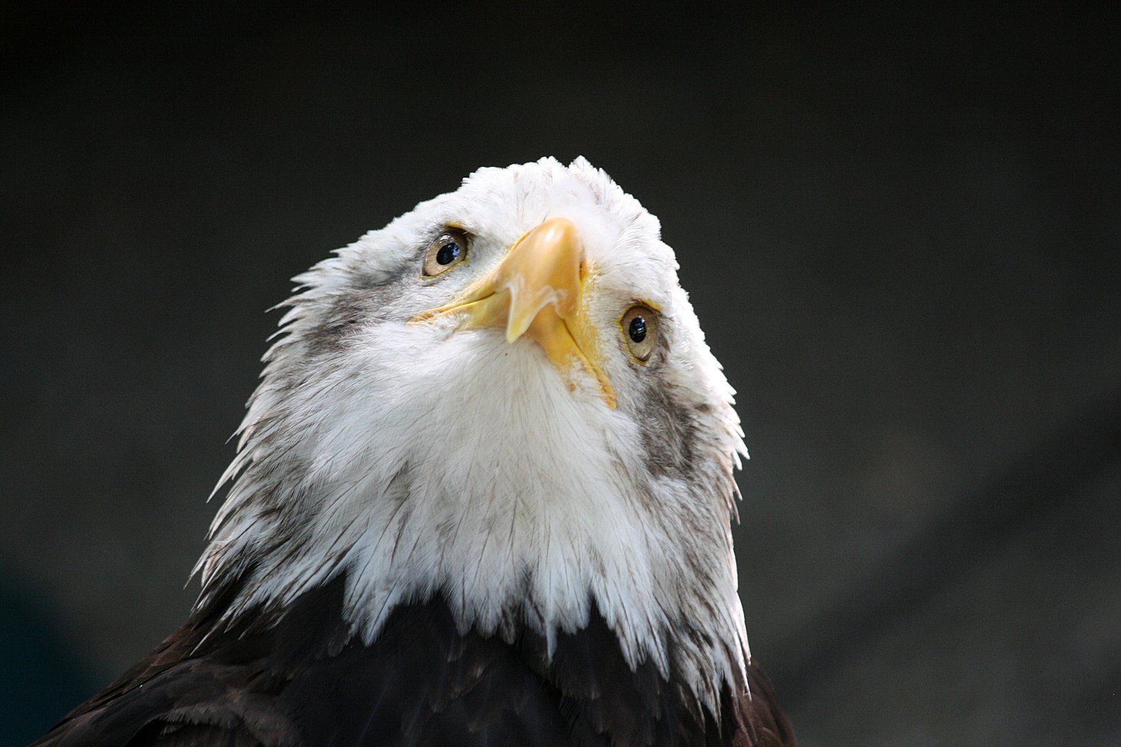 Weißkopfseeadler