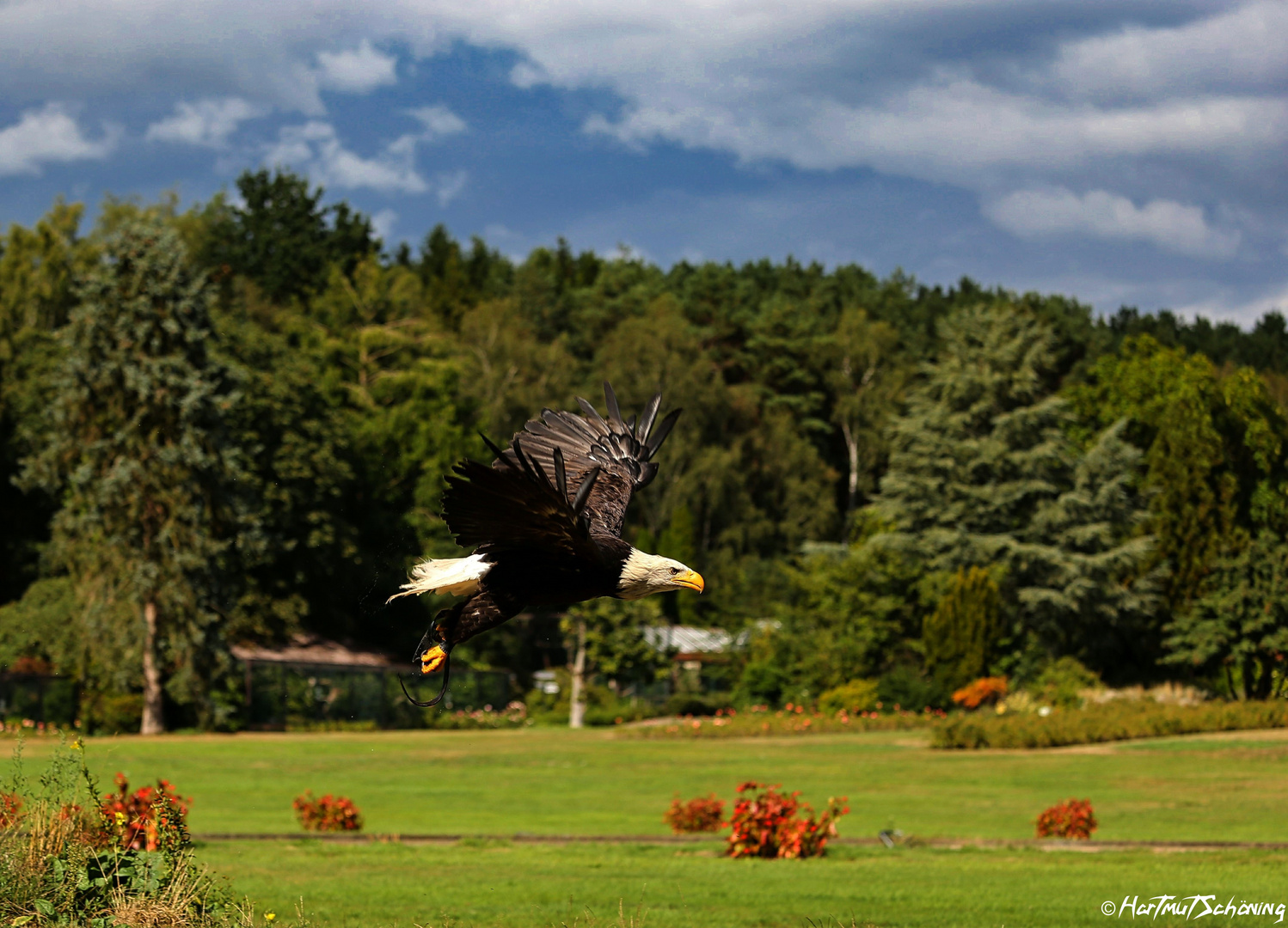 Weißkopfseeadler