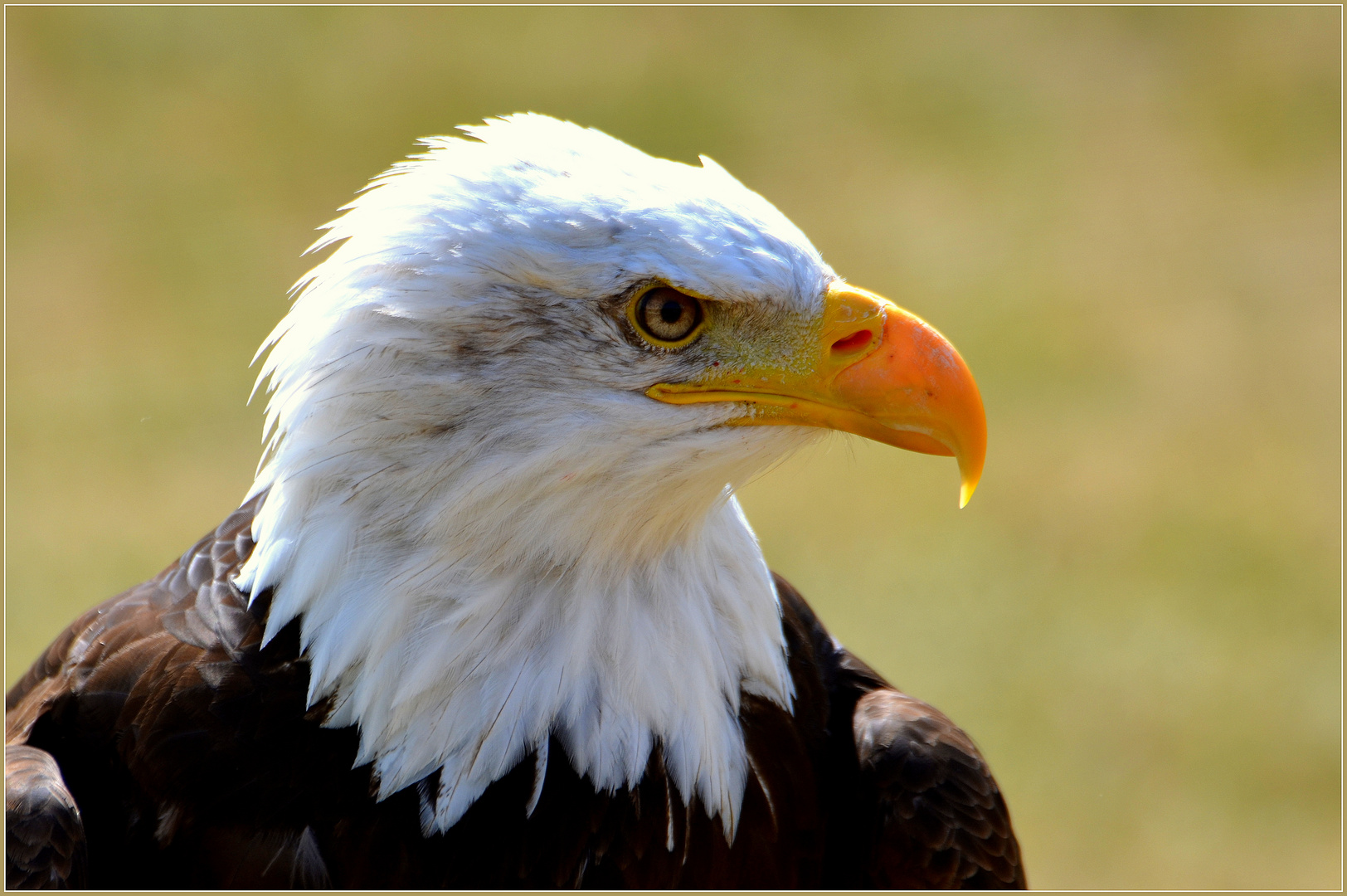 Weißkopfseeadler