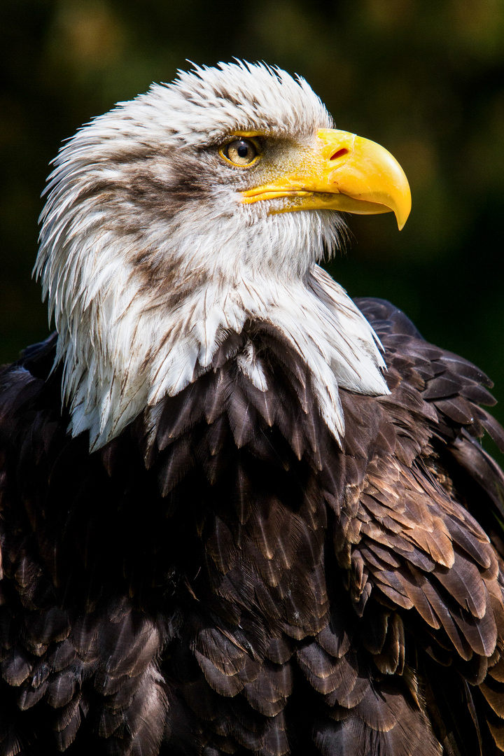 weißkopfseeadler