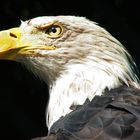 Weißkopfseeadler