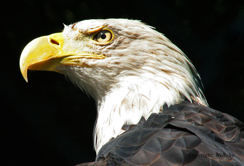 Weißkopfseeadler