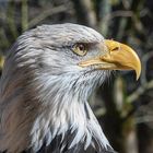 Weißkopfseeadler