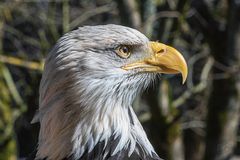 Weißkopfseeadler