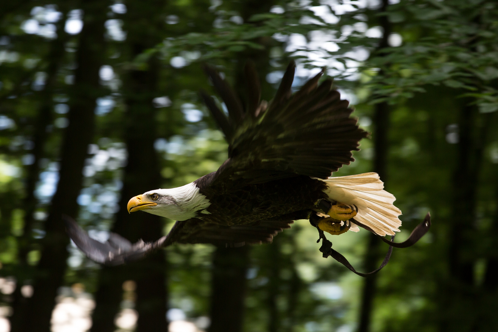 Weißkopfseeadler