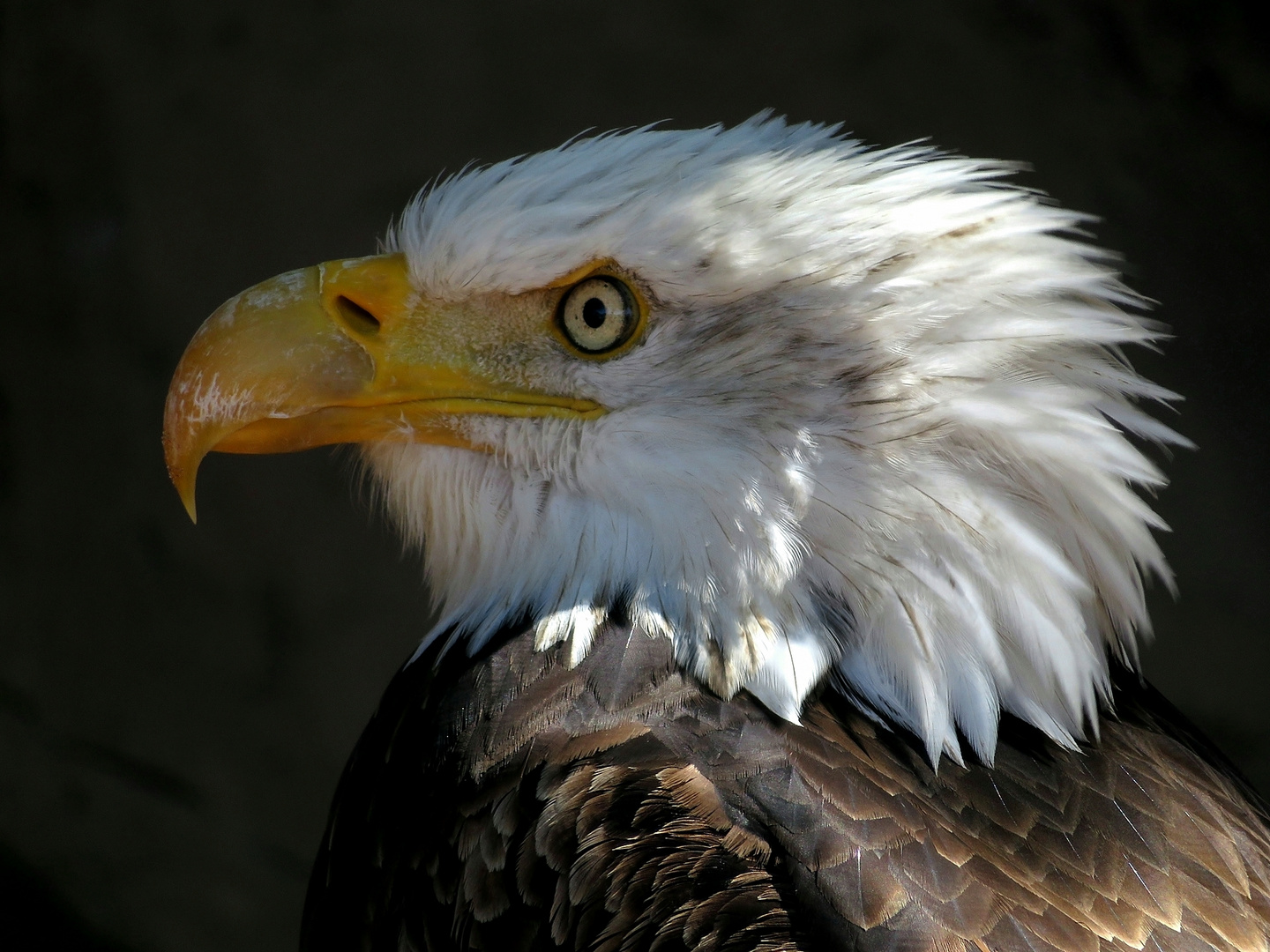 Weißkopfseeadler